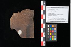 Foto (Objekt + Etikett) von Myrica lignitum Unger (NHMW-GEO-2024-0188-0616)